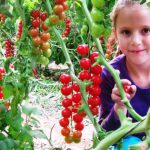 חוגגים ט”ו בשבט משפחתי בערבה התיכונה