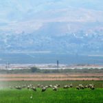 החסידות כבר כאן וגם הן זקוקות לרענון
