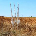 שמורת בתרונות בארי: מטיילים בין חצבים לאתרים