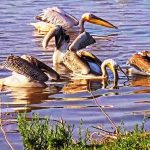 ארוחת בוקר לשקנאים: תקופת הנדידה של הציפורים והעופות בשיאה