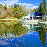 לכבוד ט”ו בשבט: החיים הסודיים של העצים