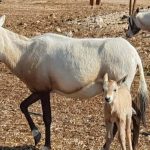 הראם הלבן: בעל חי מרהיב, שנעלם מישראל בסוף המאה ה-19 והוחזר