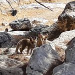 גורי שועלים וכ- 70 אלף מטיילים, בשבת הראשונה שאחרי המבצע