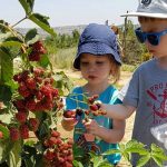 קטיף משפחתי עצמי של פירות יער: בבוסתן ‘בראשית’ בעין זיוון