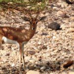 הספירה השנתית של צבי הנגב, בוצעה ע”י אנשי רשות הטבע והגנים