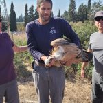 סיפורו של גוזל נשר פצוע, הובא לטיפול ונקווה שיחלים ויושב לטבע