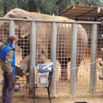 הפיל הכי מותק בספארי והזכר המבוגר ביותר שחי היום בגני החיות בעולם