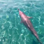 תצפית נוספת על הדולפינה המגובננת בחוף הצפוני במפרץ אילת