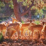 היחמור הפרסי מתרבה ומיפה את שמורות הטבע בישראל