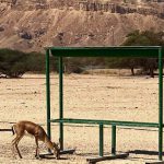 בשמורת הטבע חי בר יוטבתה, מחכים לכם בעלי החיים וגם פעילות לילדים