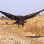 במסגרת פרויקט “פורשים כנף”, מושדרה עוזניה שחורה