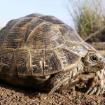 דיור מוגן: נא להכיר את צב היבשה המצוי