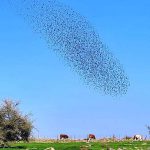 תנו לדמיון לעוף: תיעוד התלהקות זרזירים מעל שמי נחל תבור