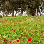 קק”ל מזמינה את המשפחות לטיולי פריחות