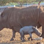 קרנפון בא לעולם: ברוך הבא רעי