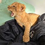 להפסיק ההתעללות בחיות הבר ובבעלי חיים בכלל!