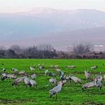 כ- 14,100 עגורים נספרו בימים אלה באגמון החולה