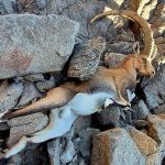 הצלת יעל נובי פצוע במצוקי אילת