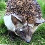 קיפוד מדבר פצוע טופל בביה”ח לחיות בר של הספארי ורט”ג