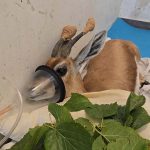 צביית נגב: סיפור מבית החולים לחיות בר שבספארי