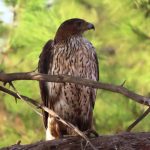 עיט ניצי הפתיע בביקור בסוואנה האפריקאית של הספארי בר”ג