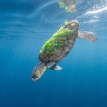 חילוץ ימי של צב ים חום קטוע גפה