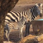 יש לכם רעיון לשם לזברה תינוקת שנולדה בחנוכה?