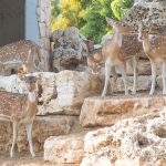 חנוכה בגן החי פתח תקווה: הפנינג משפחתי, בעלי חיים והרבה סופגניות