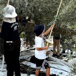 תלמידי העיר שדרות מציגים, לראשונה, שמן זית עירוני