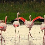 להקה של כ-100 פלמינגו בחרו לנפוש בשמורת חוף הבונים