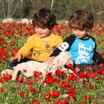 פסטיבל ‘דרום בלב’ יצא לדרך: כַּלָּנִיּוֹת, כַּלָּנִיּוֹת, כַּלָּנִיּוֹת מְטֻלָּלוֹת חִנָּנִיּוֹת”