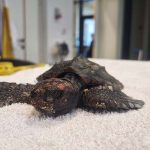 מטיילים בגשמים ומצילים צבים