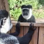 ספארי ר”ג: במפעילות העשרה לבעלי החיים