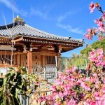 חודש תרבות יפן בגן הבוטני בירושלים ושפע פעילויות למשפחות