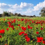 הלב נפתח בדרום: חגיגות “דרום בלב” הגיעו לפארק אשכול