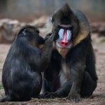 אהבה בספארי: להסתובב יד ביד בשבילי גן החיות