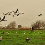 החסידות הקדימו להגיע לאגמון החולה