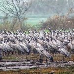 טיול בגשם באגמון החולה-קק”ל: נפלאות נוצות ה”פוך” של העגורים
