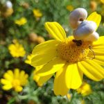 ‘פעילוטבע לכל המשפחה’ מרט”ג הביתה ולממ”ד