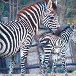 בייבי בום בסוואנה: 6 סייחי זברות נולדו בספארי