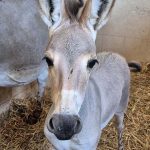 סייח ערוד חמוד הצטרף לקהילת החיות בספארי ר”ג