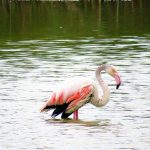 פלמינ-GO: פלמינגה פצועה שהתנתקה מלהקתה, חולצה מבריכות הדגים