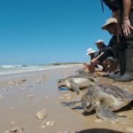 ממשיכים לשמור על צבי הים ברשות הטבע והגנים