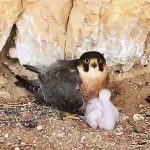 הבז שברח מהבזיארים והקים משפחה במדבר יהודה