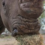 הספארי נפתח ומבקש את תמיכת הציבור