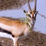 סלינו על כתפנו: מוזמנים לחגוג שבועות בספארי ר”ג