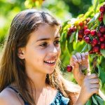 מתוק בעין זיוון: עונת קטיף הדובדבנים בעיצומה בבוסתן “בראשית”