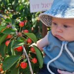 הדובדבנים מחכים לכל המשפחה, בקטיף עצמי במטעי אל-רום