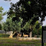 אורחים מיוחדים: זוג יחמורים נצפה בגן הלאומי ברעם