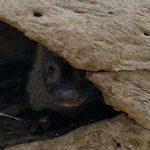 מנזק קשה לצעד שני: סיפור ההחלמה המופלא של “לחמנייה” הנמייה